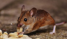 24 Hour & Emergency Exterminators in Rawson, ND